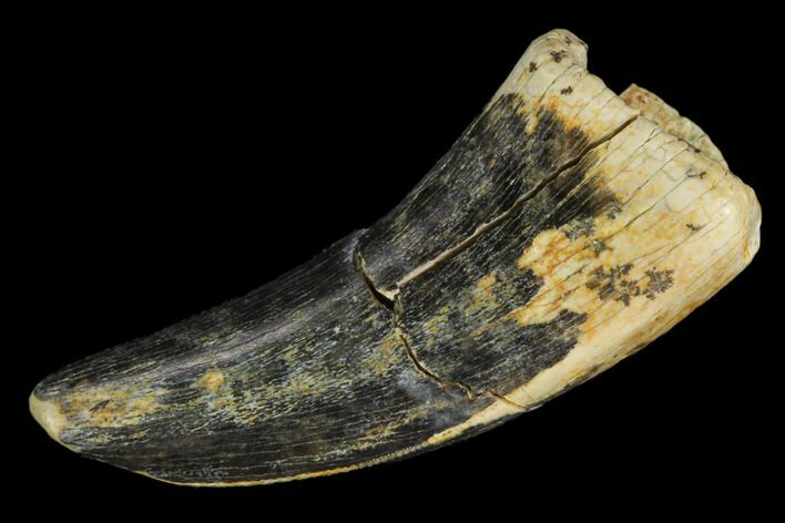 Tyrannosaur Tooth - Judith River Formation #128514